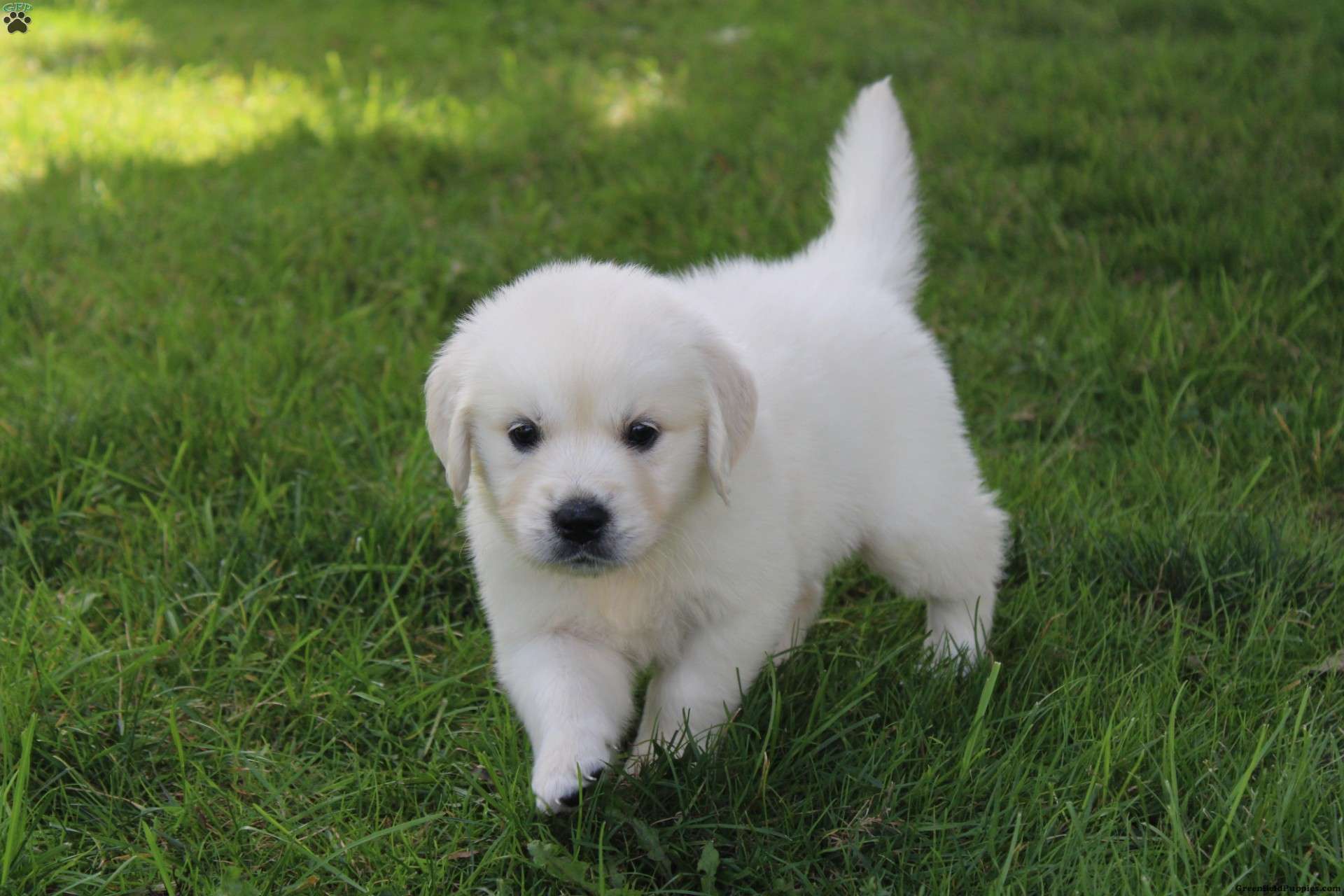 Lady Golden Retriever Puppy For Sale in Ohio